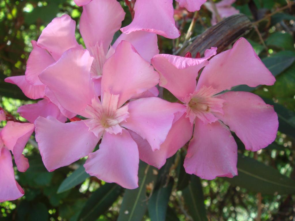 Oleander on the Caminito del Rey