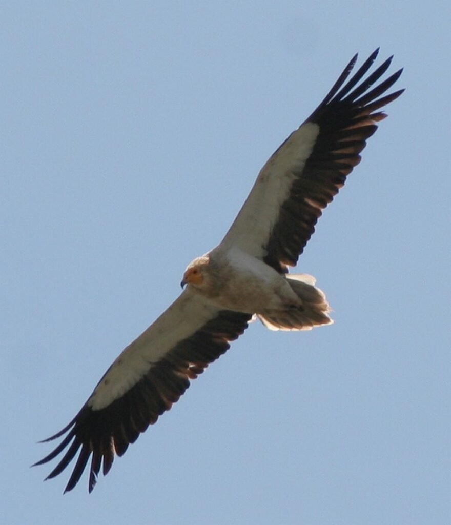 Egyptian Vulture - Neophron percnopterus - Alimoche Común - Note the wedged tail