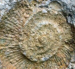Ammonite - Caminito del Rey